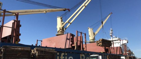 Desde Entre Ros saldr la primera exportacin argentina de eucalipto a China