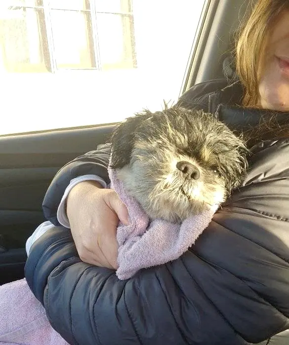 Apareci, Lupe, la perrita que era intensamente buscada