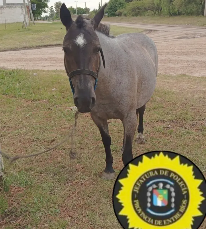 Recuperan un caballo en r�pido accionar policial