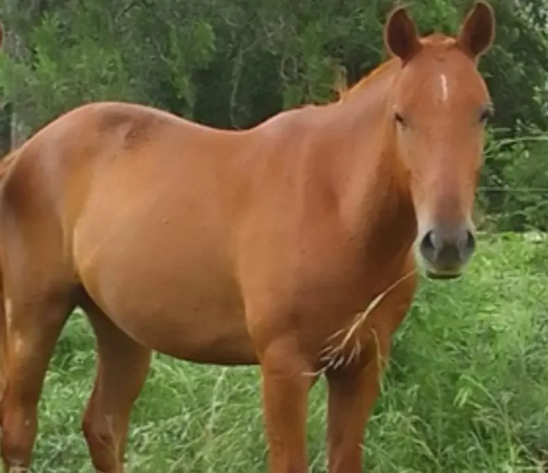 Apareci� el caballo robado: La polic�a de Villaguay inform� que trabaja ante cada denuncia de maltrato animal y delitos rurales