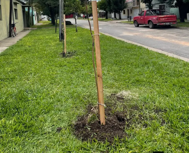 Avanza el programa 1000 �rboles para Villaguay