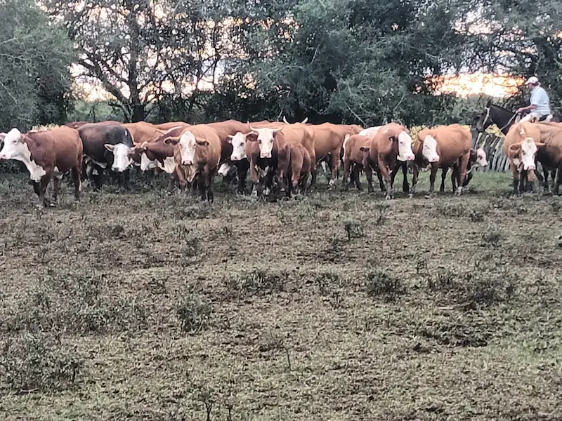 Importante recuperaci�n de animales en Villaguay