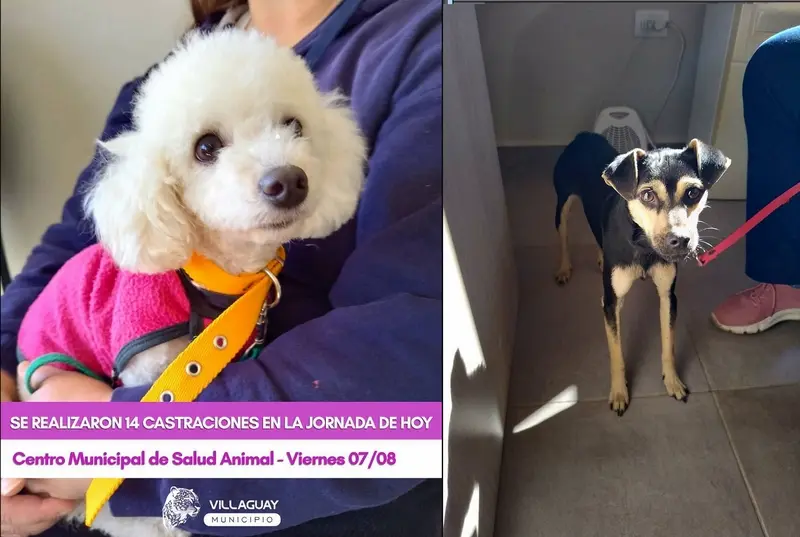 Nueva jornada de castraciones en el Centro Municipal de Salud Animal