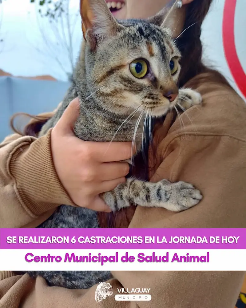 Nueva jornada de castraciones en el Centro Municipal de Salud Animal