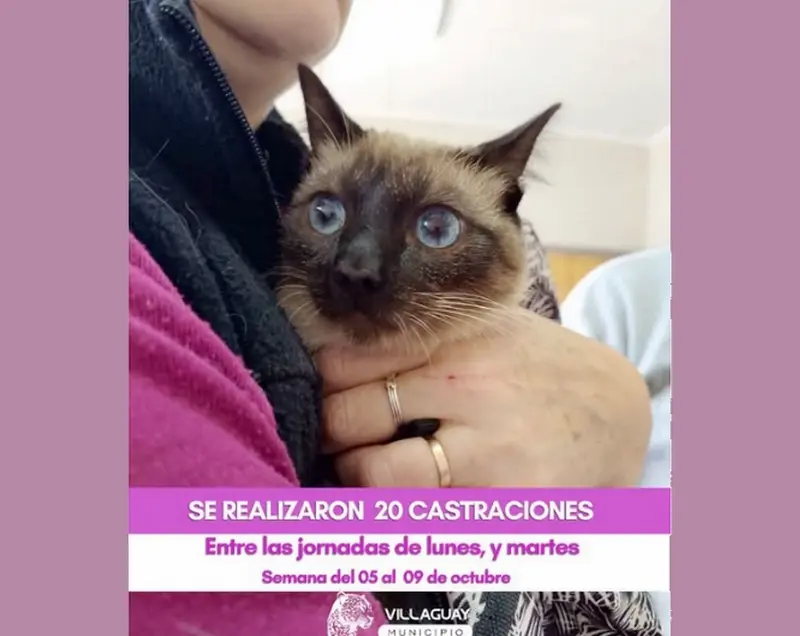 En el Centro de Salud Animal se realizaron 20 nuevas castraciones