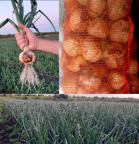 Agricultores locales vendieron su primer lote de cebolla valencianita fuera del departamento