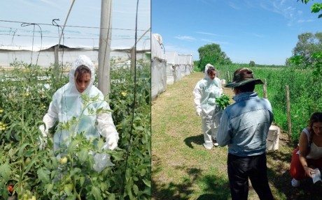 Entidades productivas locales unen esfuerzos ante un virus que afecta el tomate