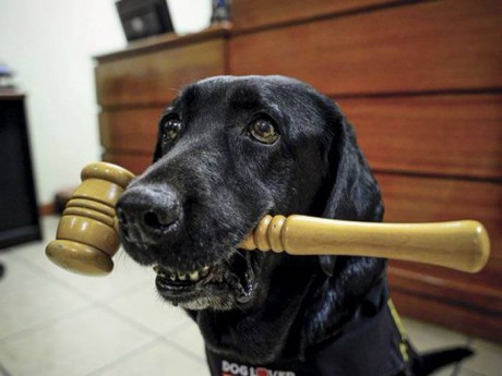 La Justicia entrerriana reconoce por primera vez a los Animales como Sujetos de Derechos