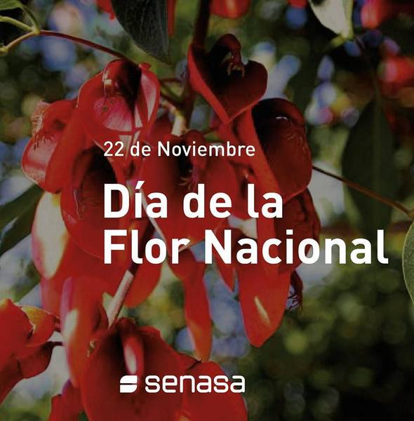 22 de Noviembre - Dia de la Flor Nacional